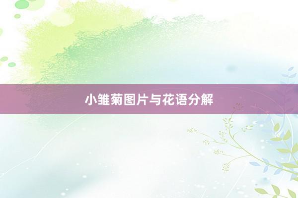小雏菊图片与花语分解